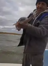 Nadir Mersin Balığı Denize Geri Kavuştu