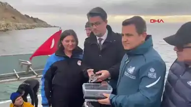 400 İstakoz, Tarihi Batığa Hayat Verdi