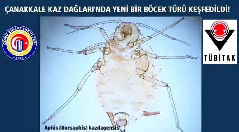 Kaz Dağları'nda Yeni Böcek Türü: Aphis kazdagensis